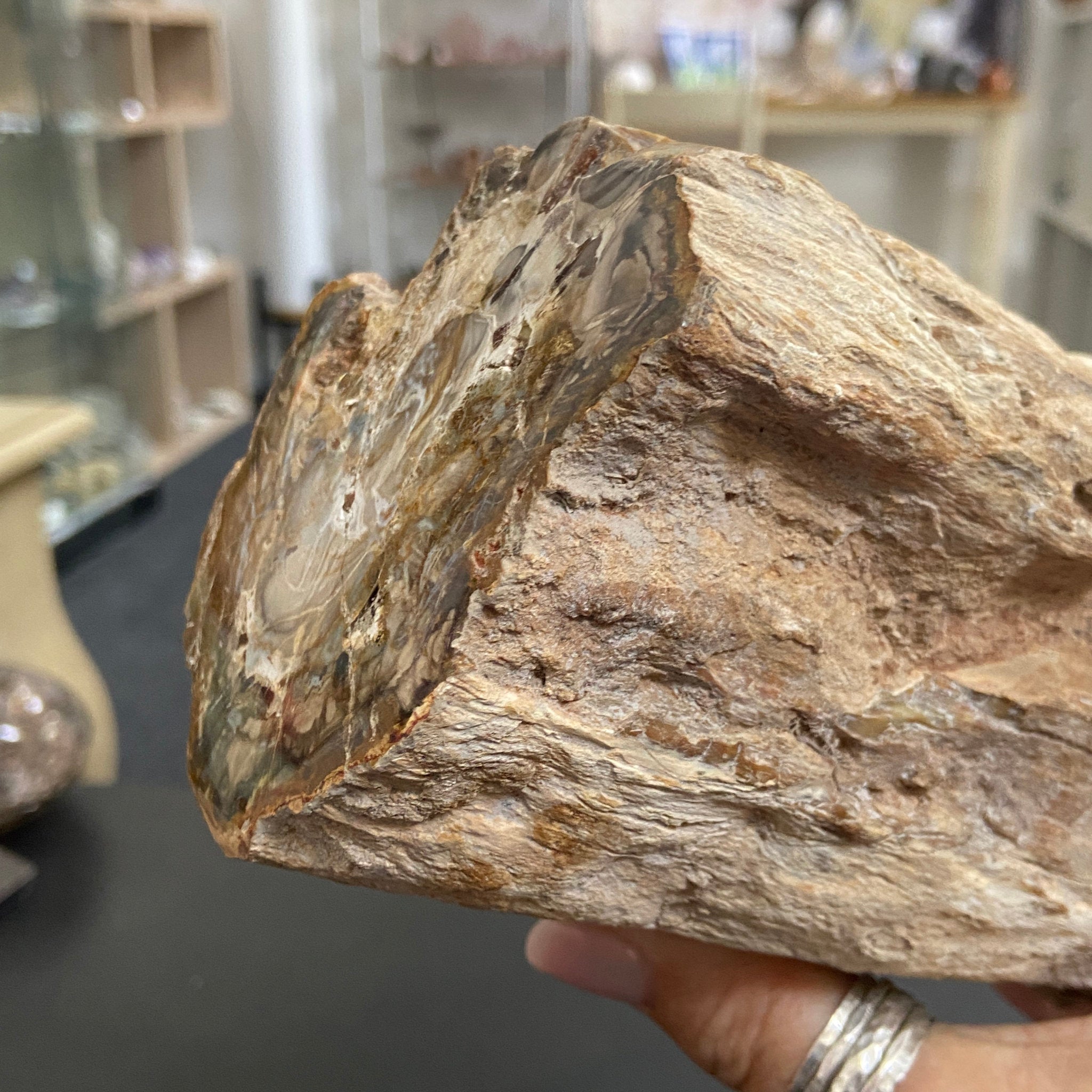 Petrified Log - Branch Section