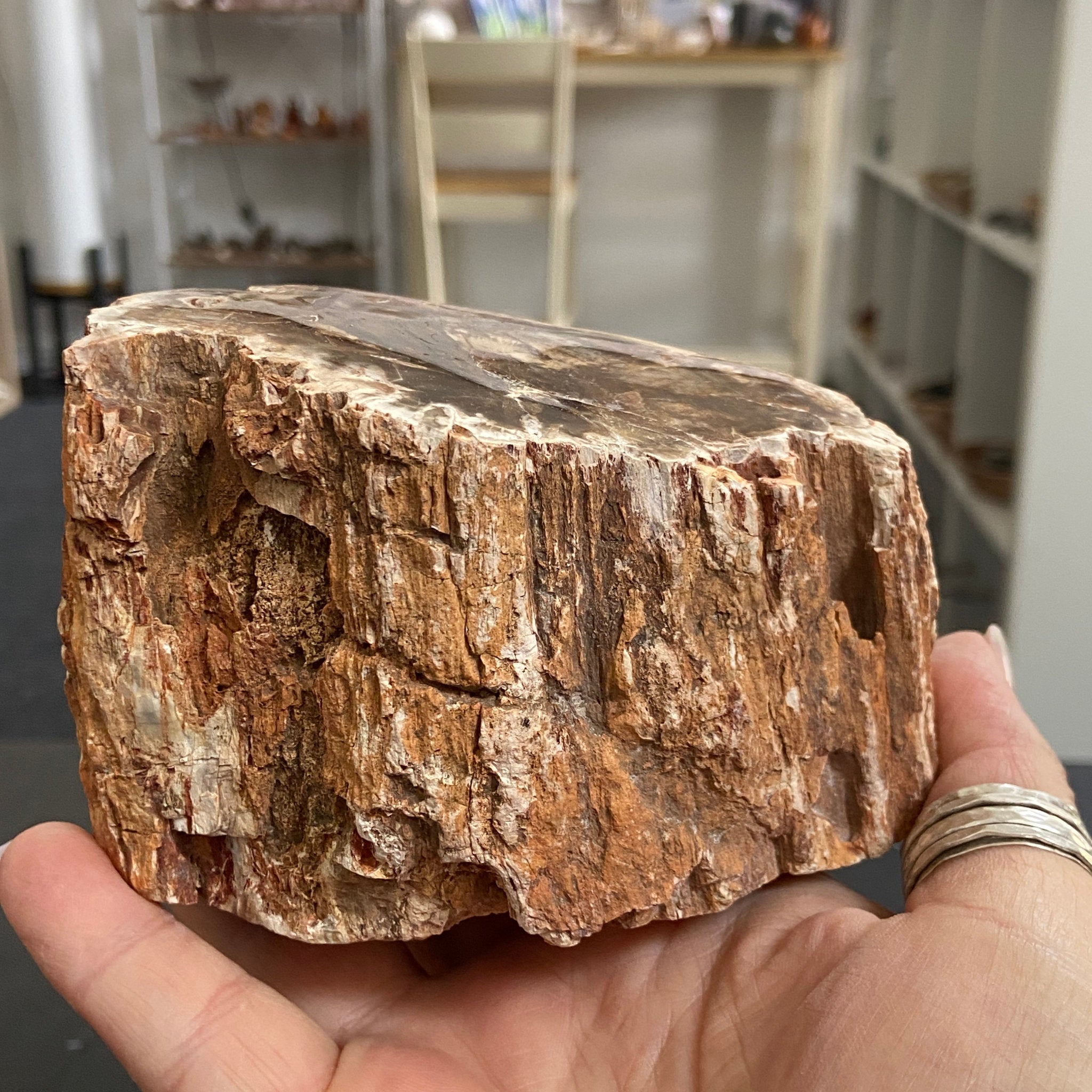 Petrified Log - Branch Section