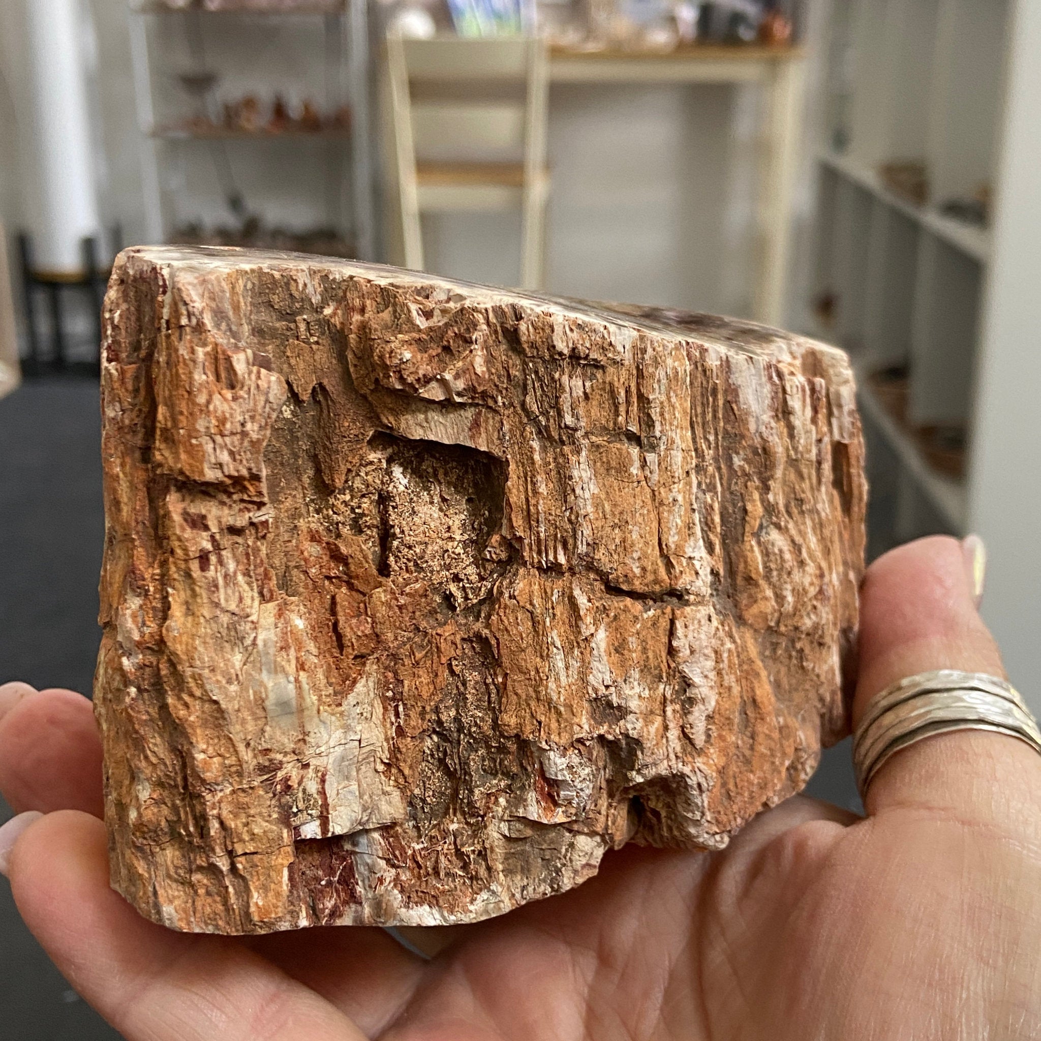 Petrified Log - Branch Section