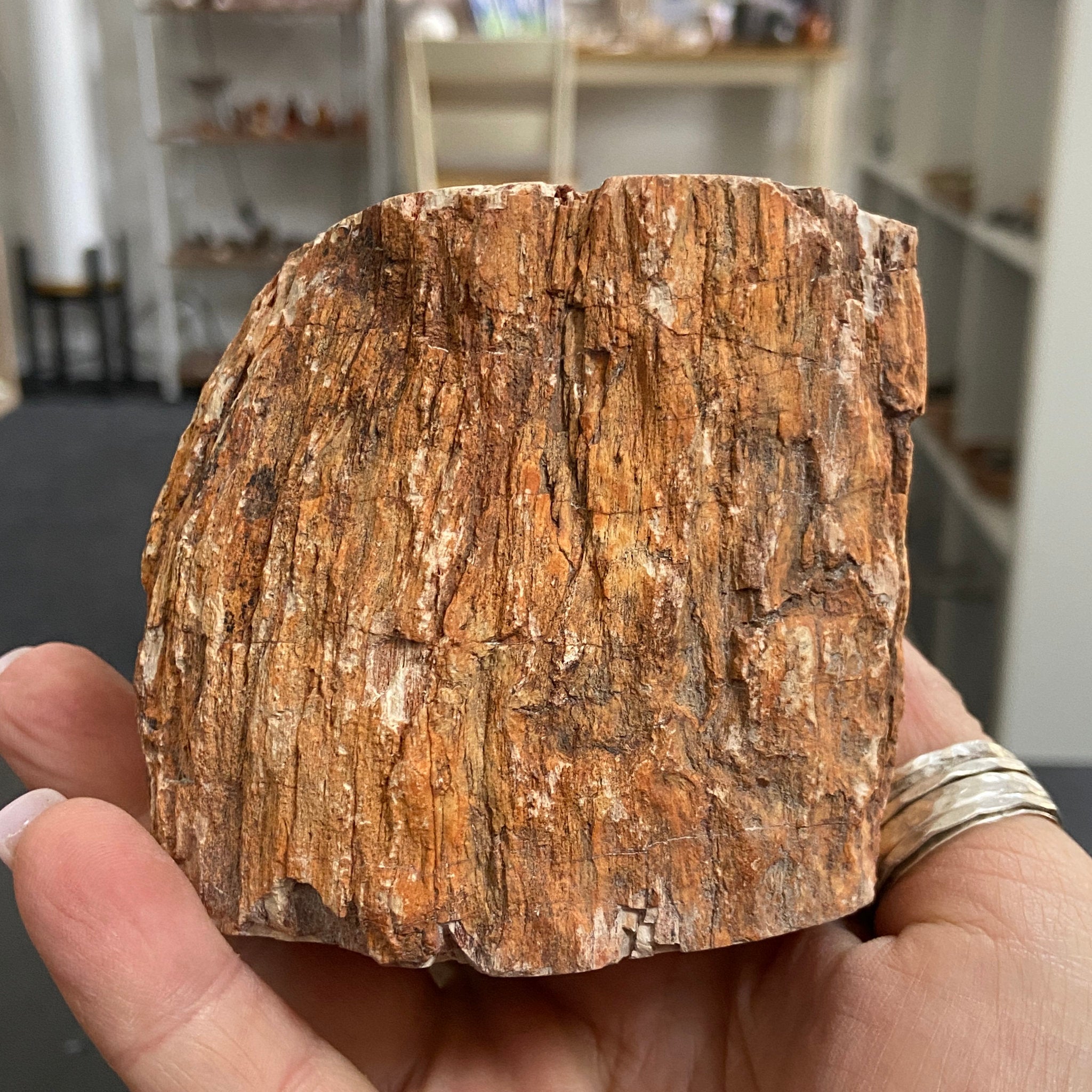 Petrified Log - Branch Section
