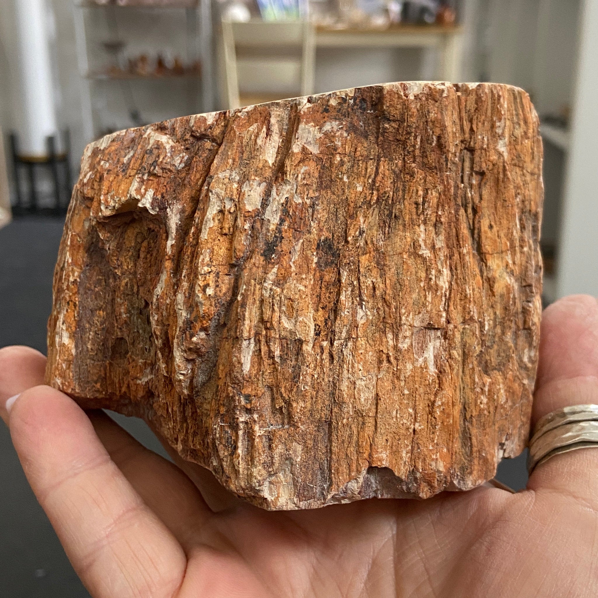 Petrified Log - Branch Section