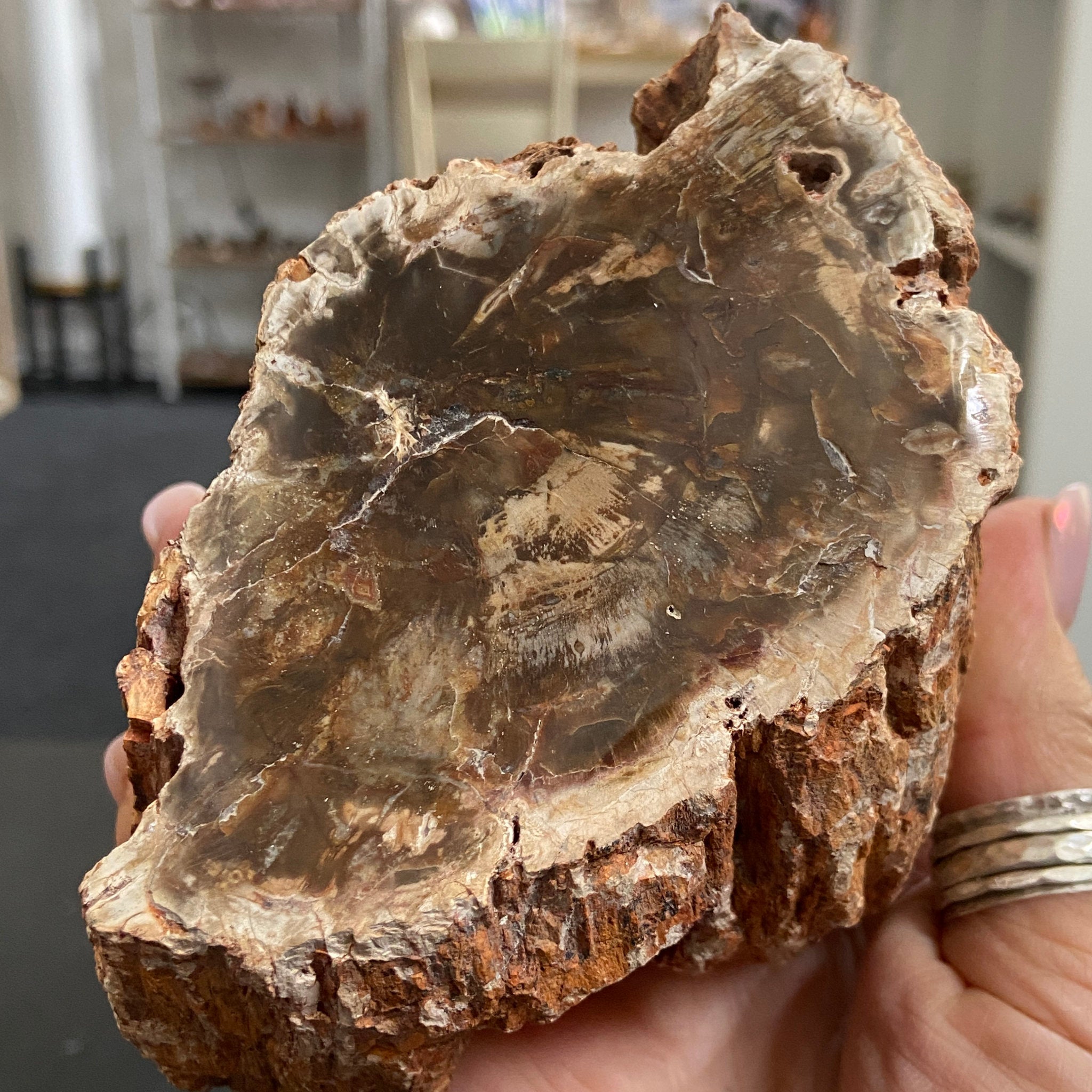 Petrified Log - Branch Section