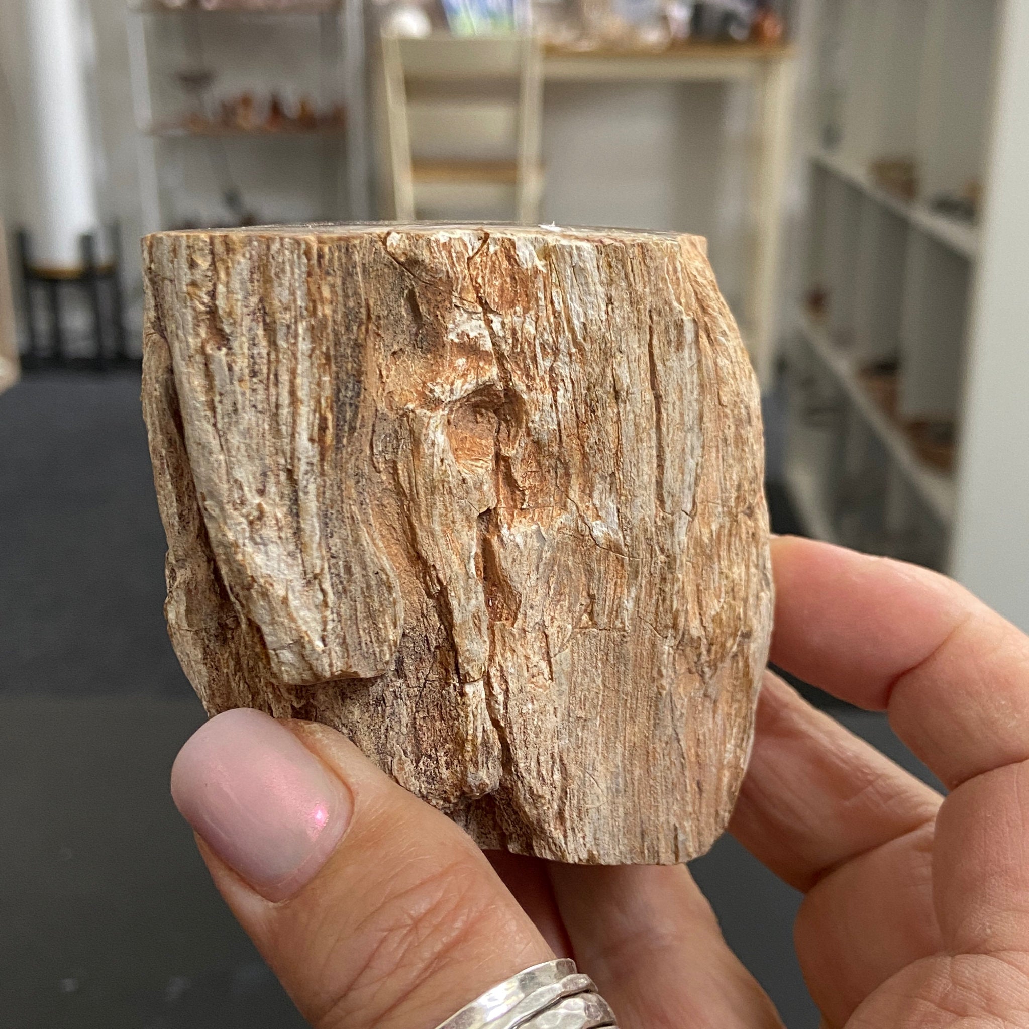 Petrified Log - Branch Section