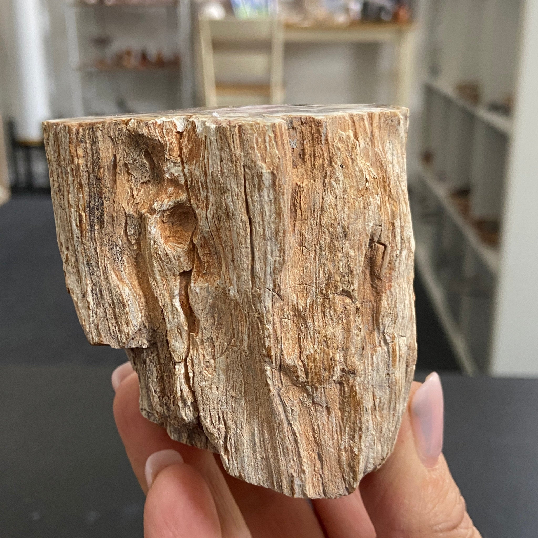 Petrified Log - Branch Section