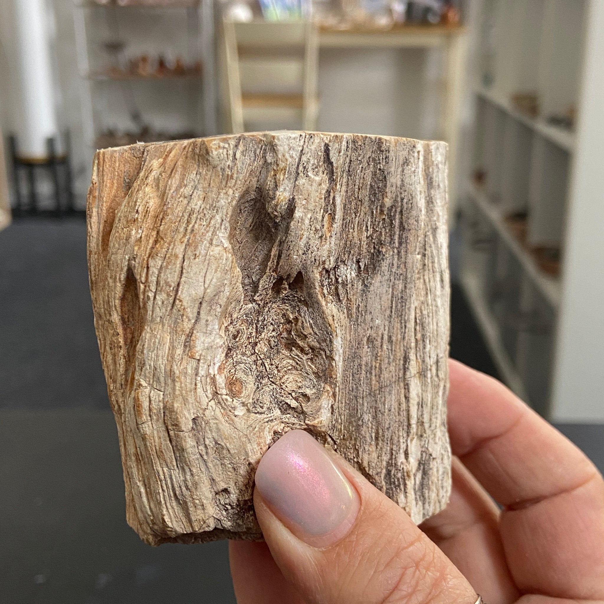 Petrified Log - Branch Section