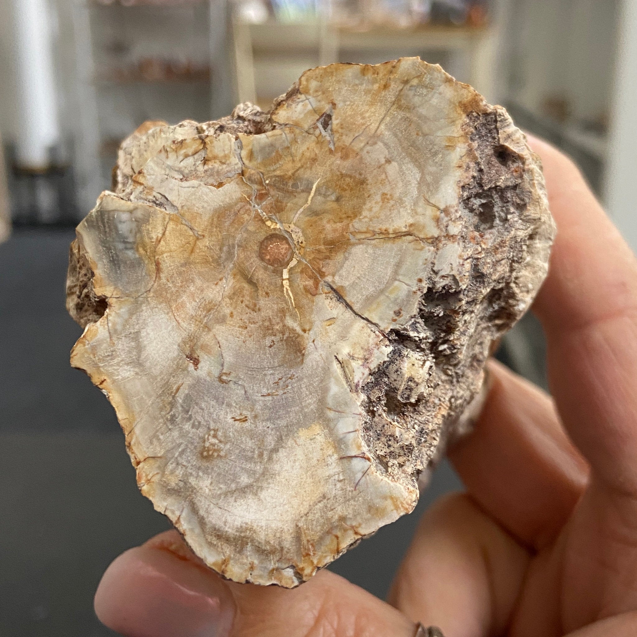 Petrified Log - Branch Section