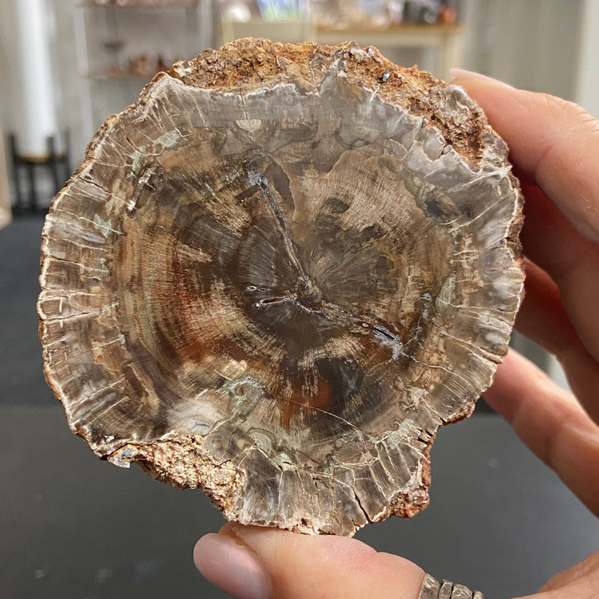 Petrified Wood Slice - Branch Section