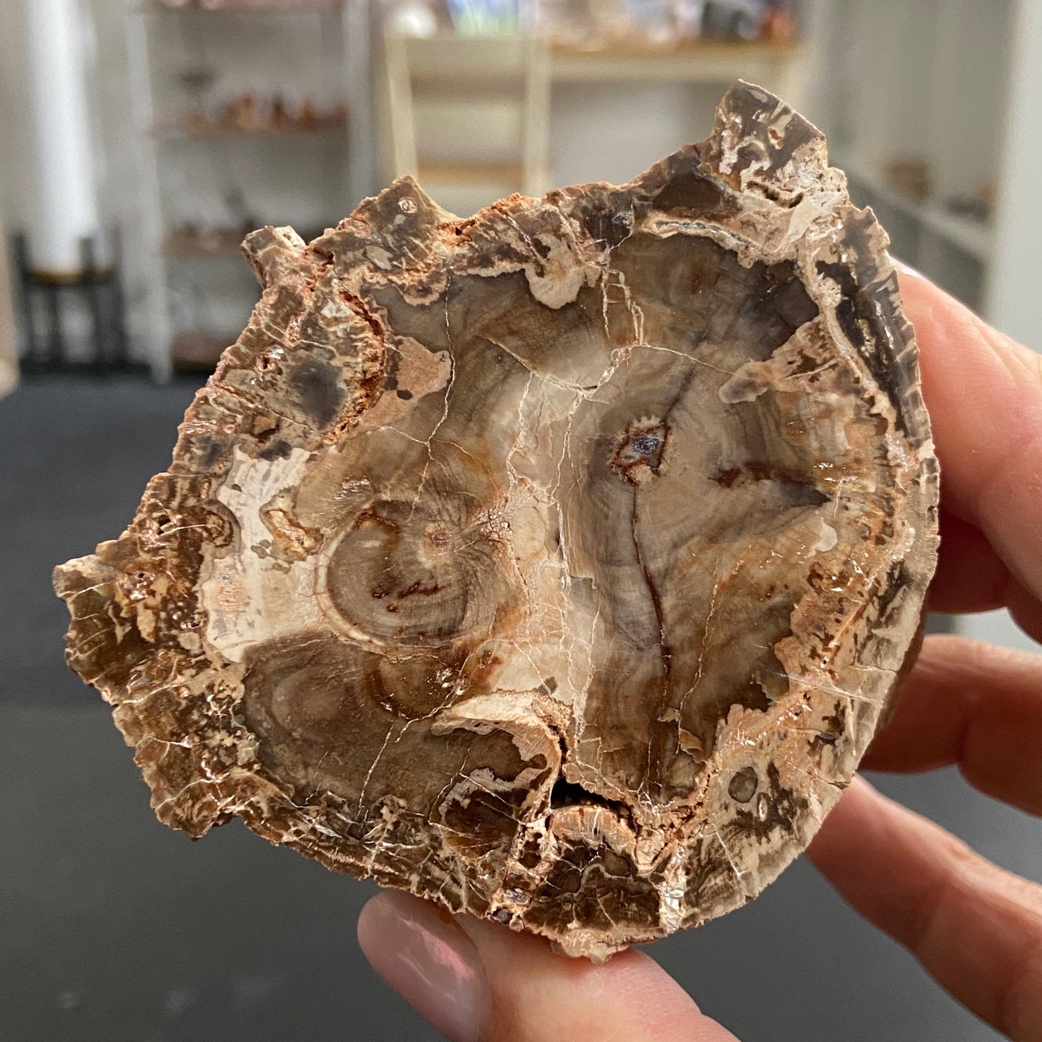 Petrified Wood Slice - Branch Section