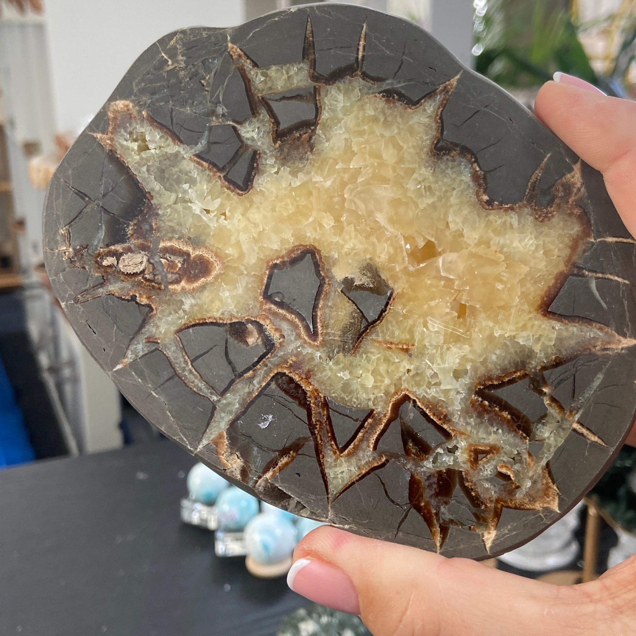Septarian Slice - Madagascar