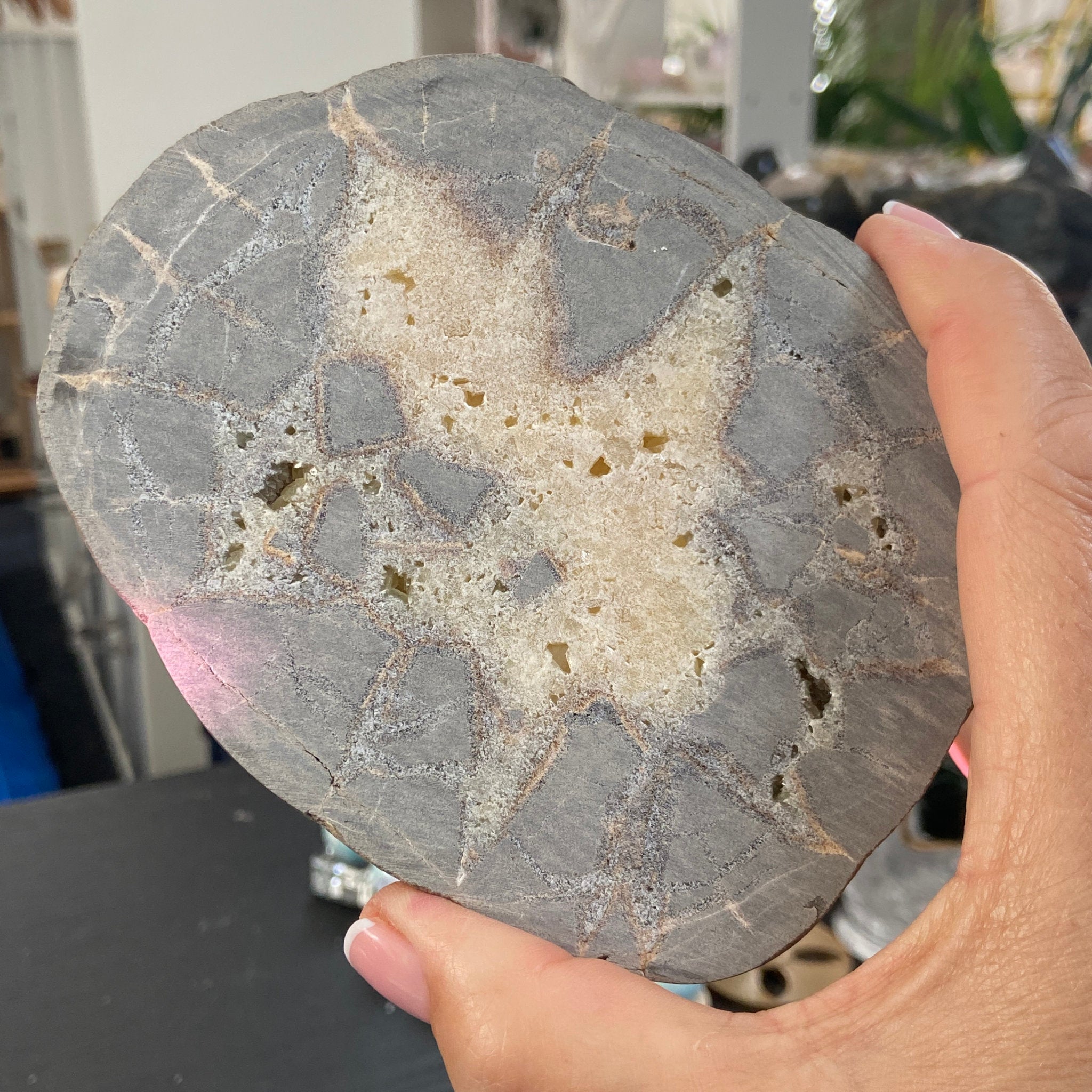 Septarian Slice - Madagascar