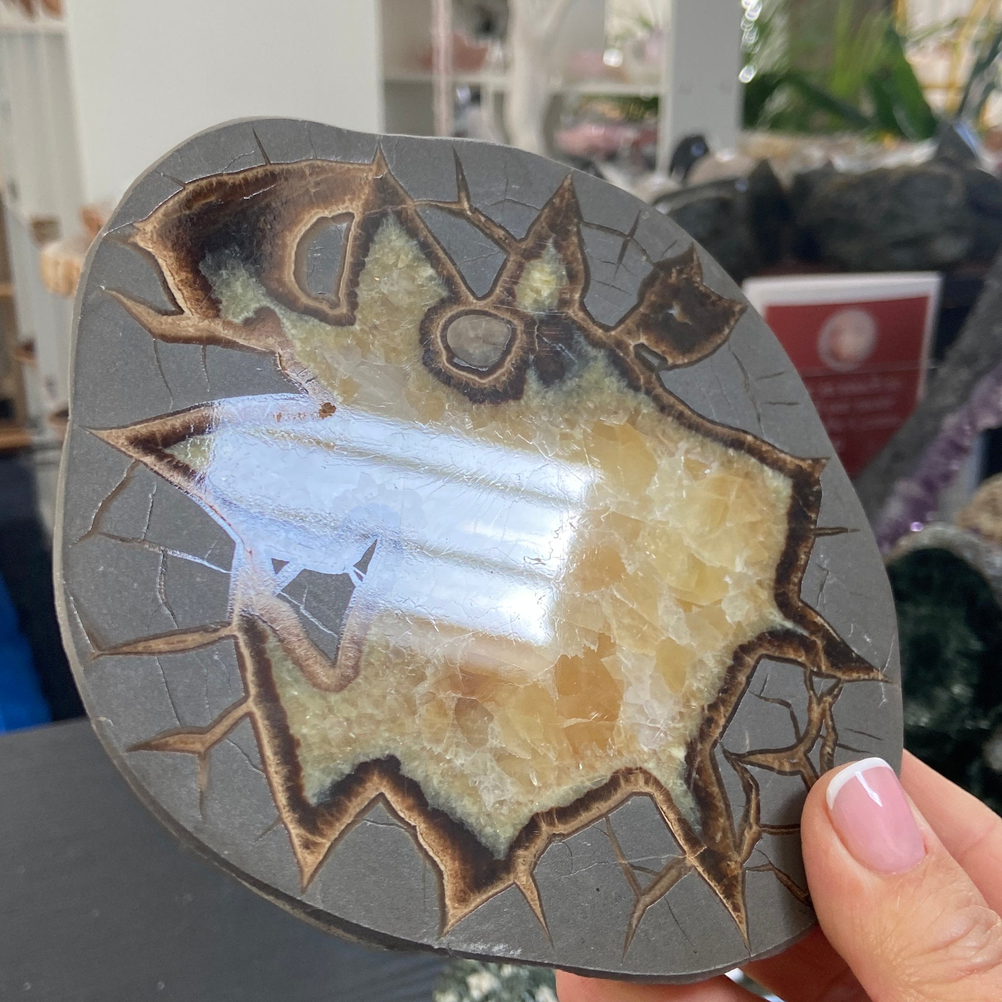 Septarian Slice - Madagascar