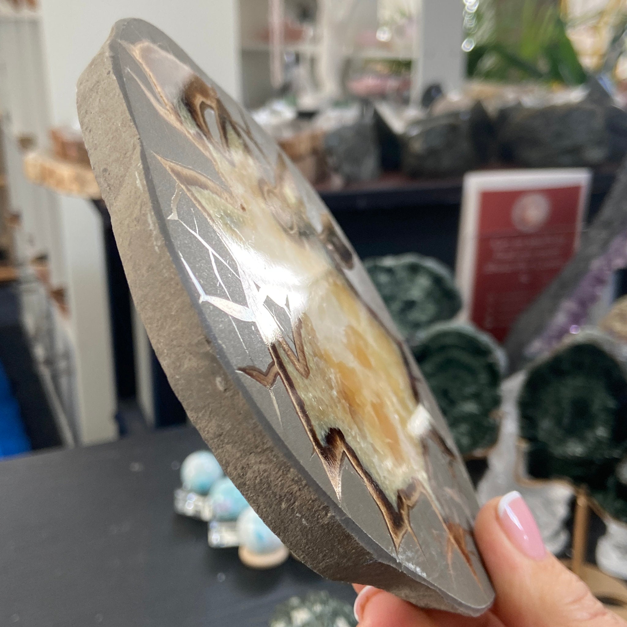 Septarian Slice - Madagascar