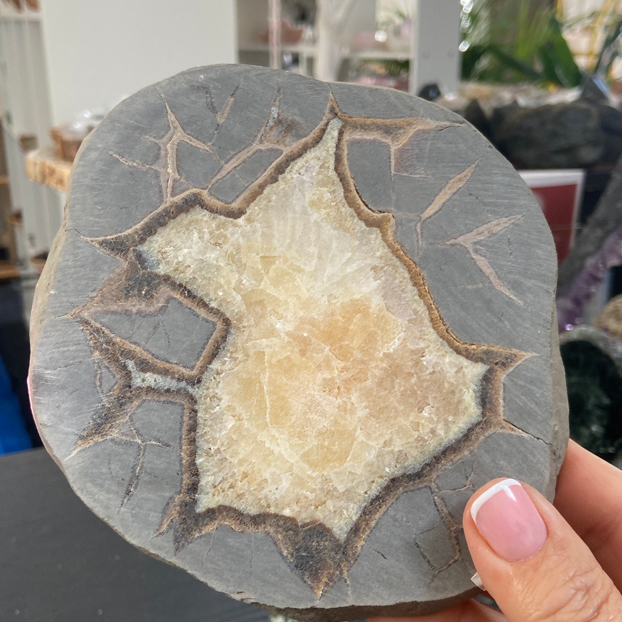 Septarian Slice - Madagascar