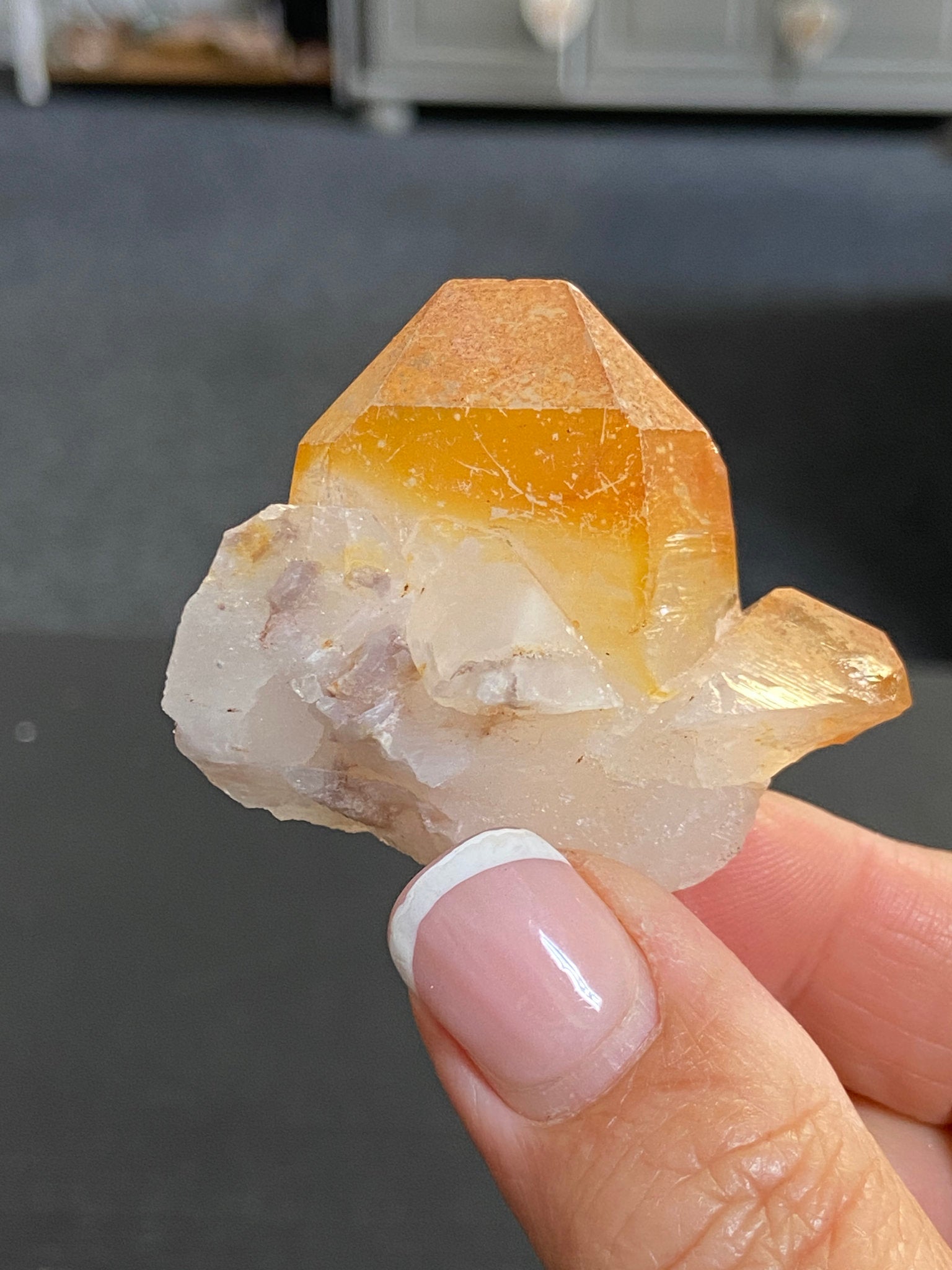 Mango Tipped Golden Healer Tabby