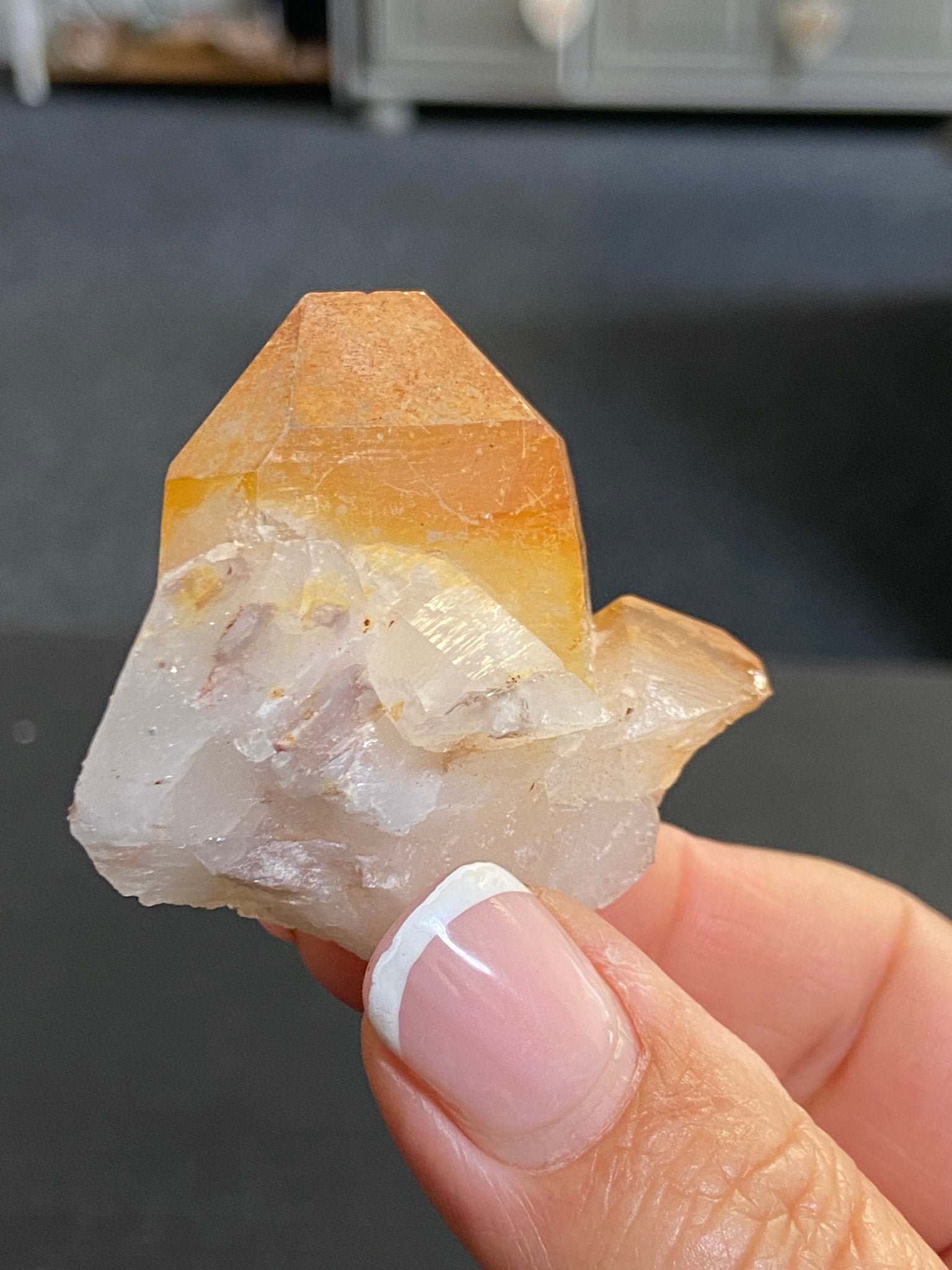 Mango Tipped Golden Healer Tabby