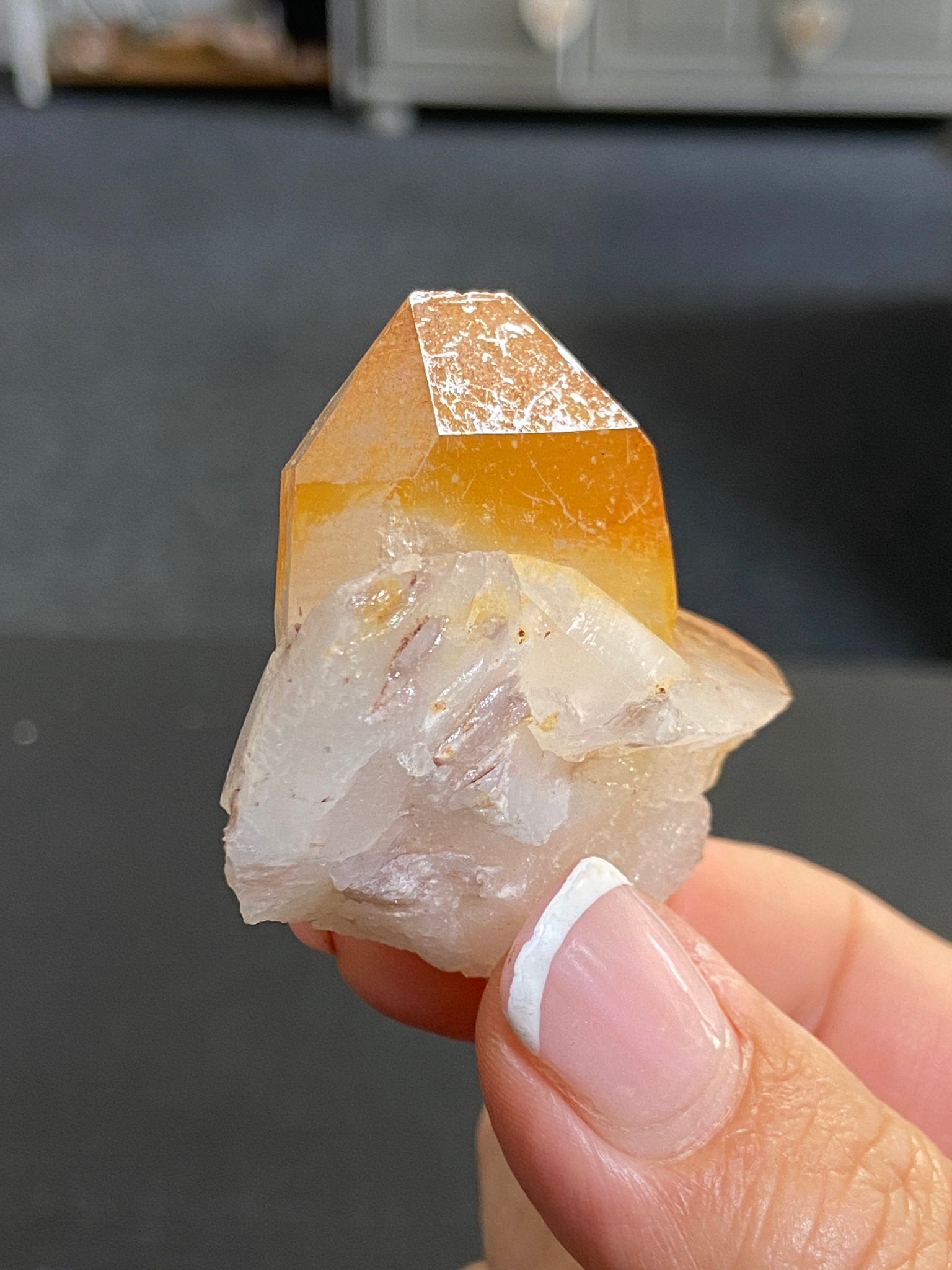 Mango Tipped Golden Healer Tabby