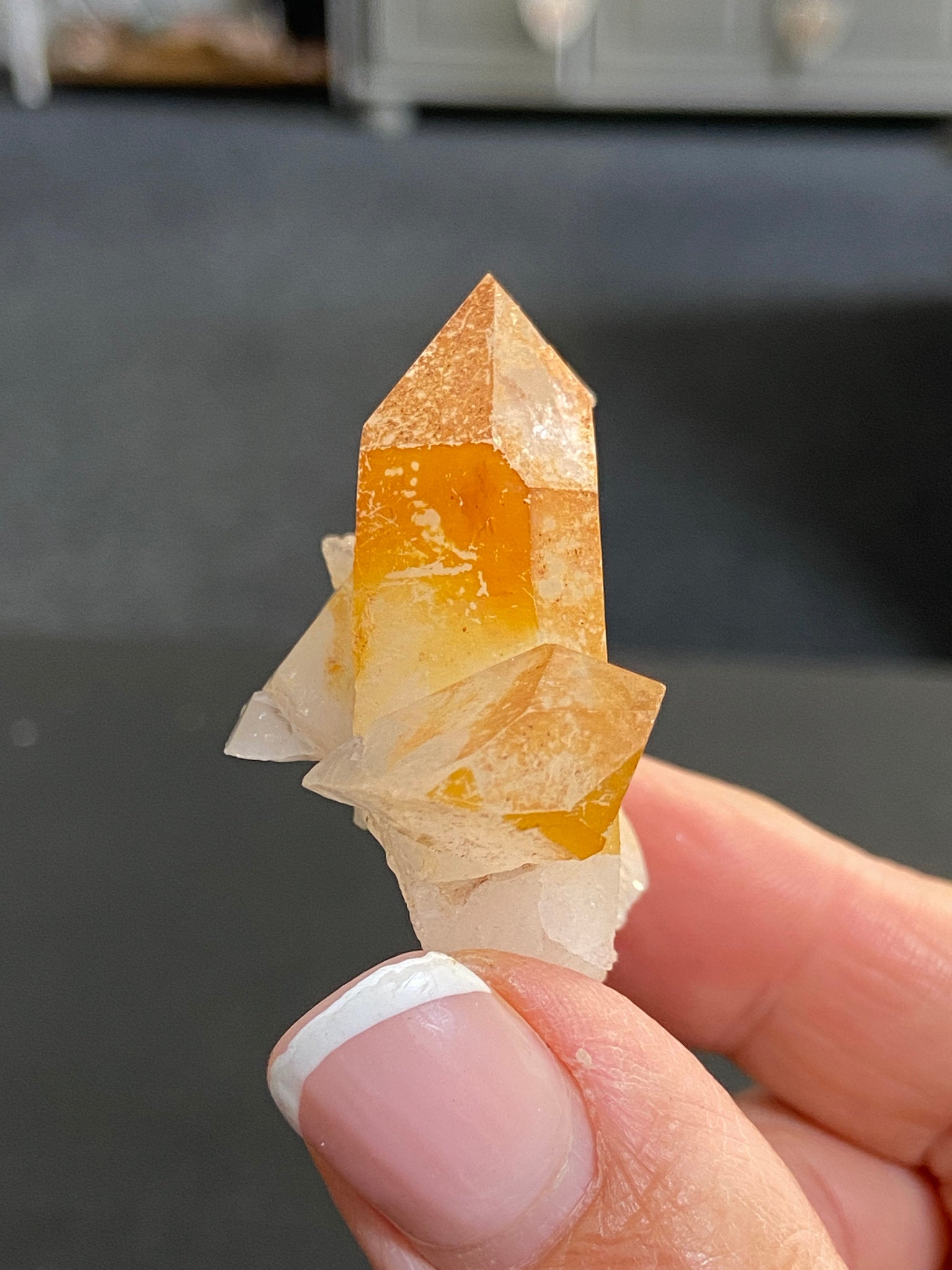 Mango Tipped Golden Healer Tabby