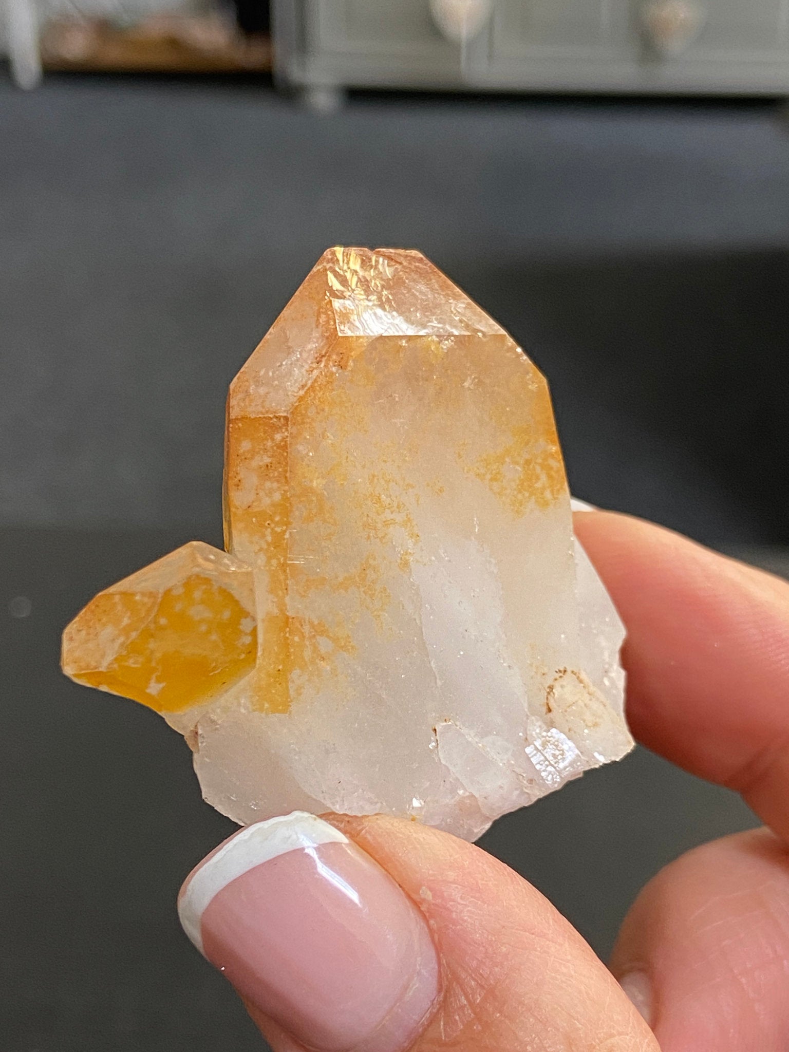 Mango Tipped Golden Healer Tabby
