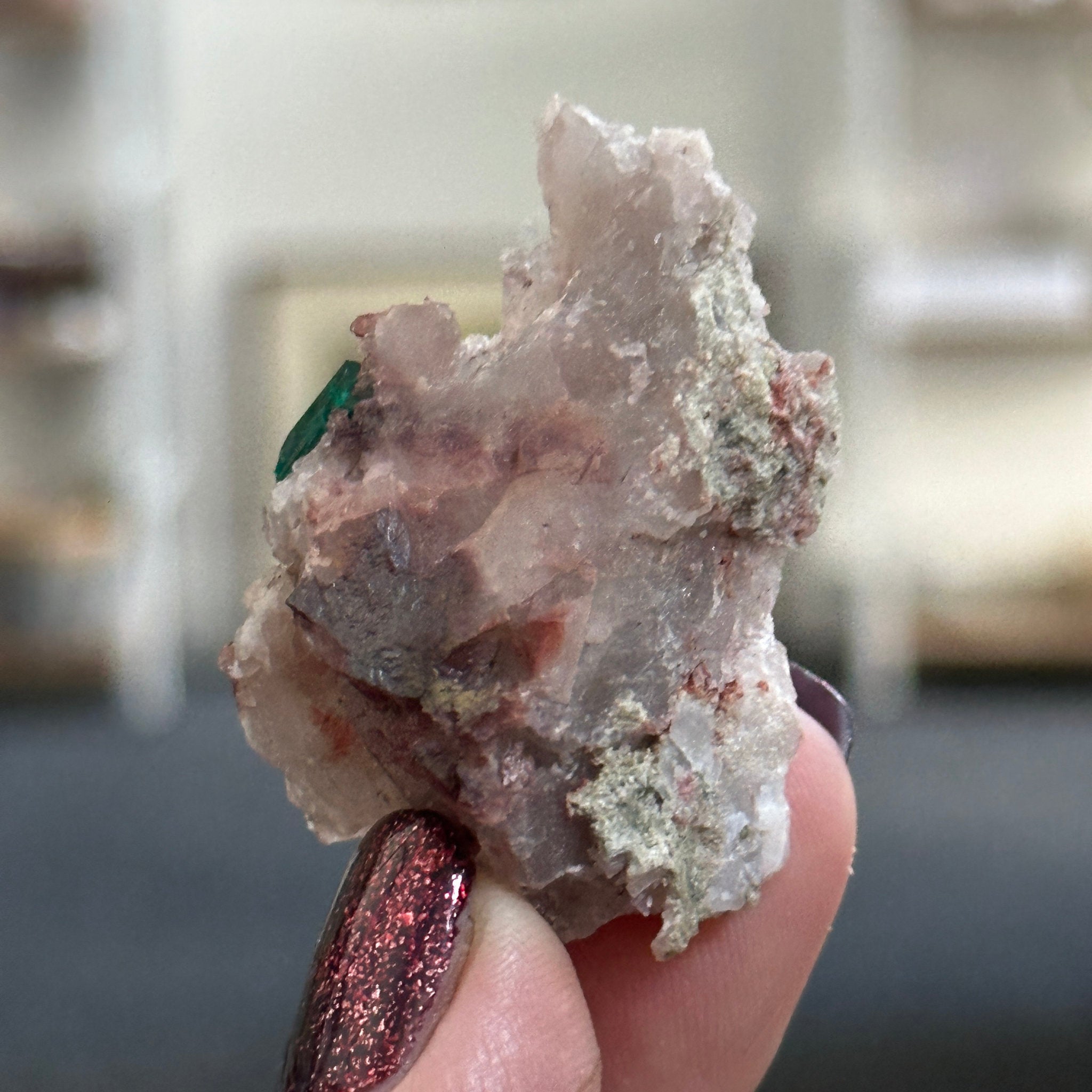Petrified Wood Slice, Fossilised Wood