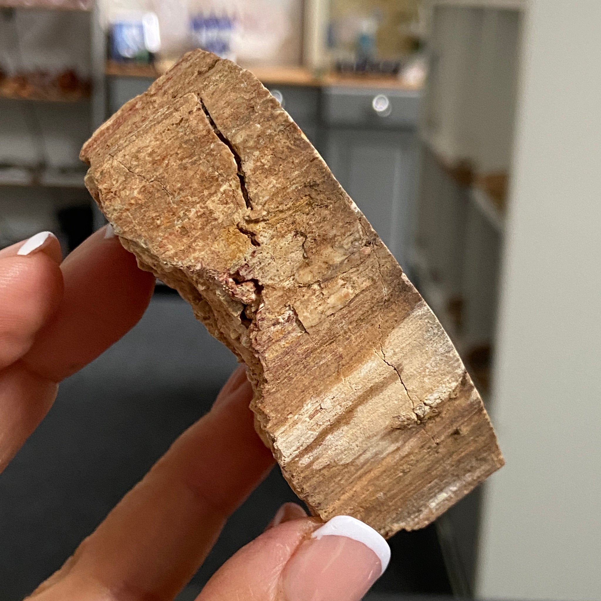Petrified Wood Slice - Madagascar