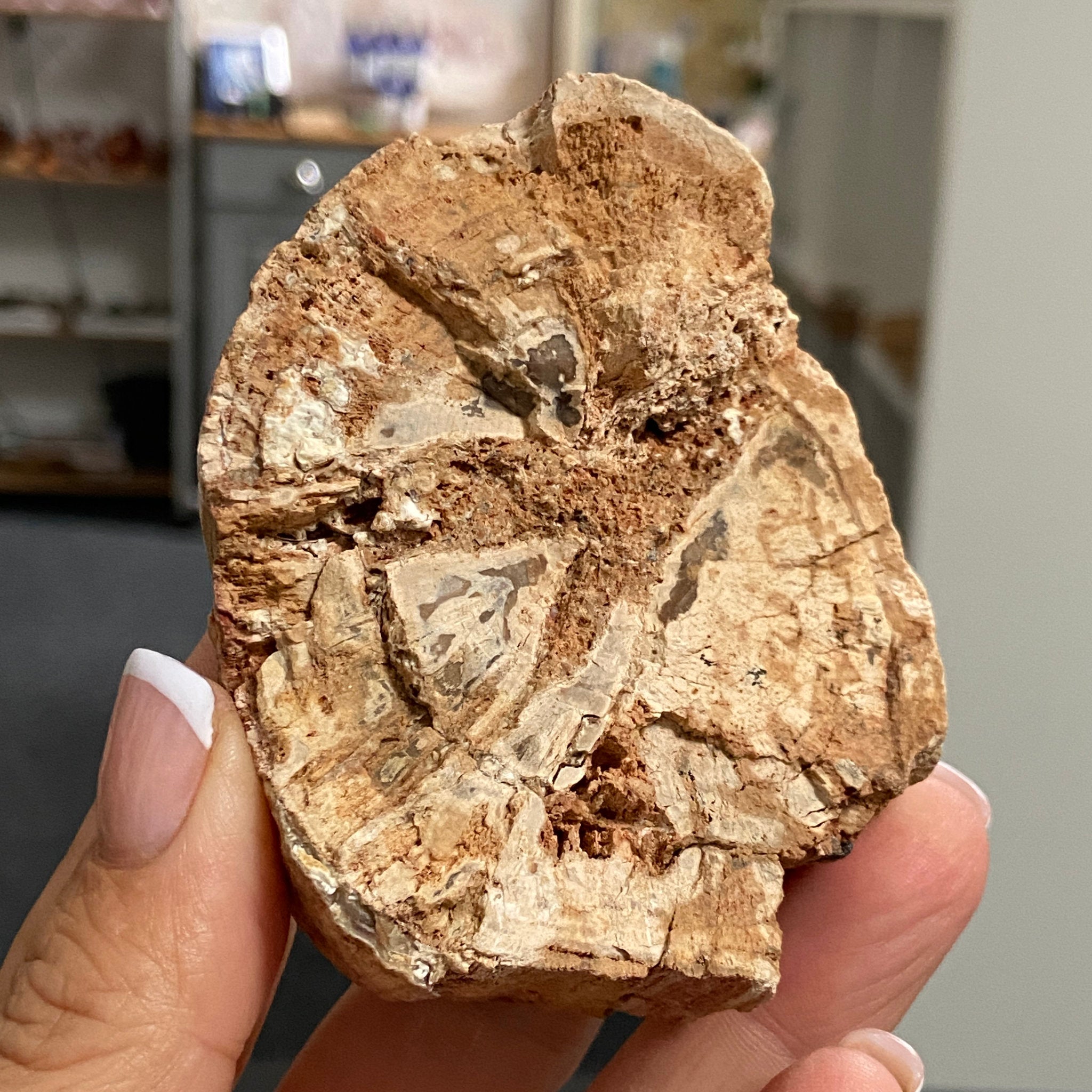 Petrified Wood Slice - Madagascar