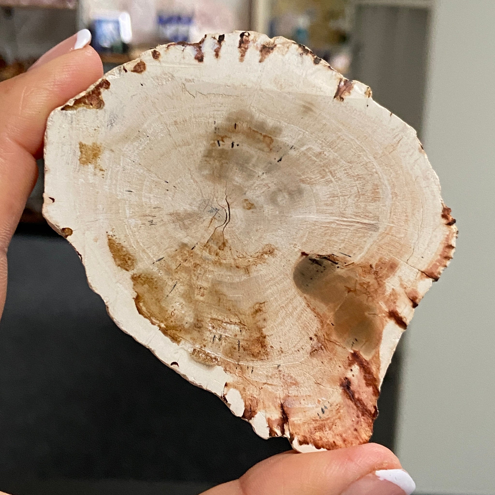 Petrified Wood Slice - Madagascar
