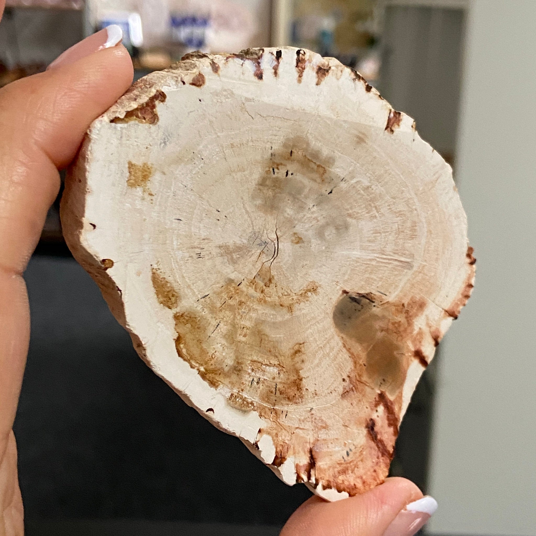 Petrified Wood Slice - Madagascar