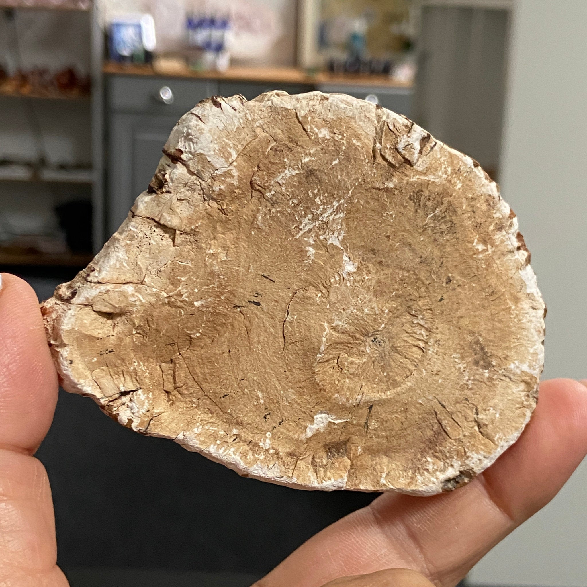 Petrified Wood Slice - Madagascar