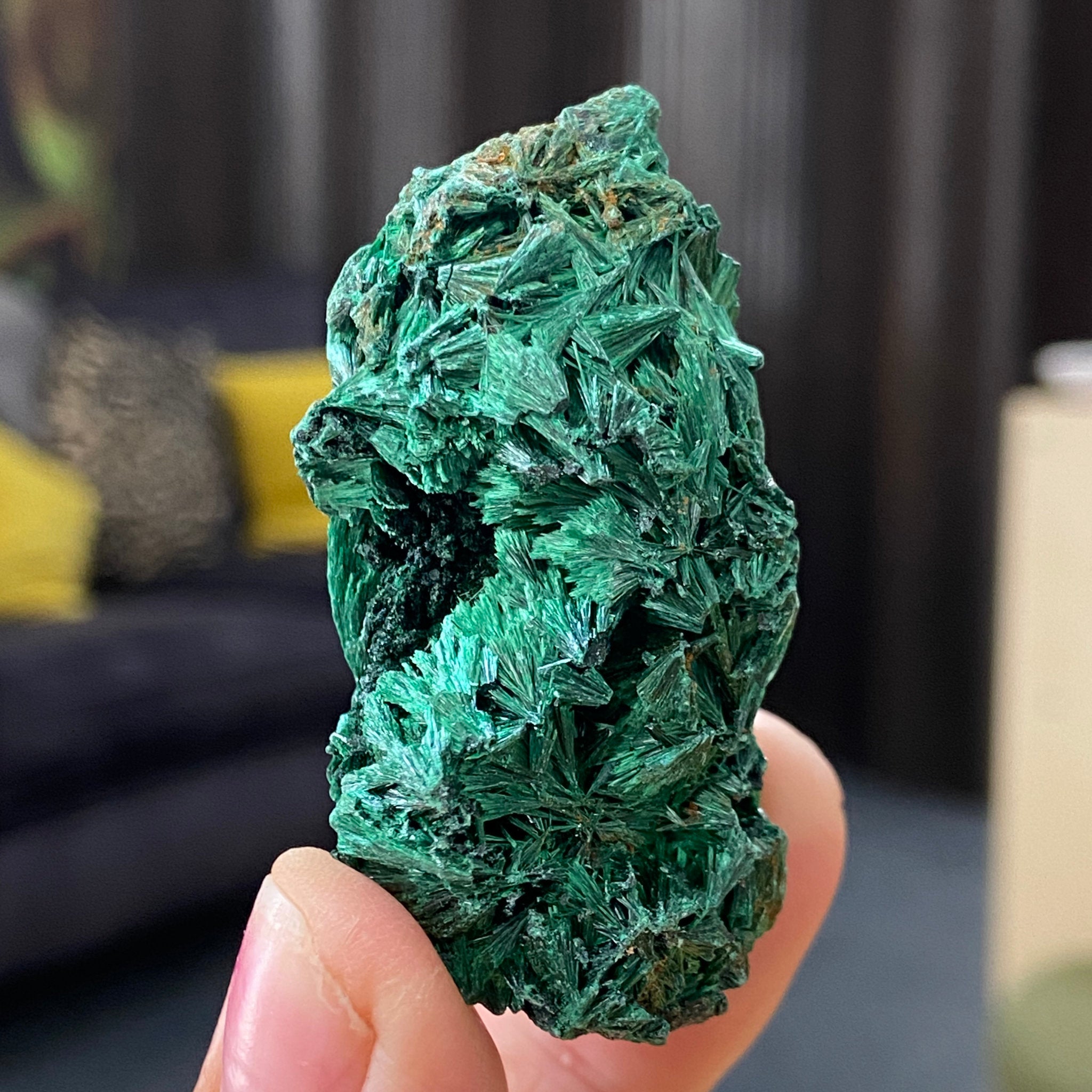 Velvet Malachite
