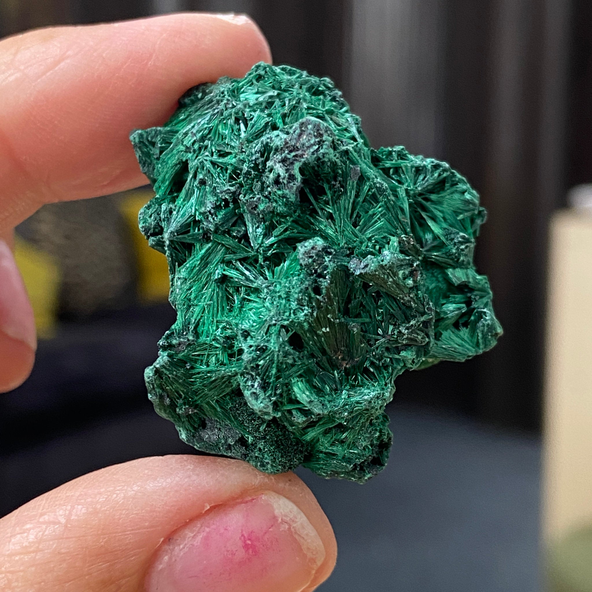 Velvet Malachite