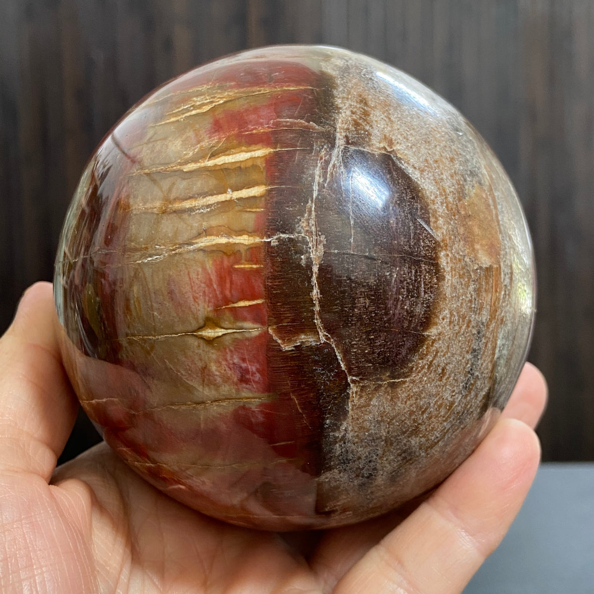 Arizona Redwood Petrified Wood Sphere – USA