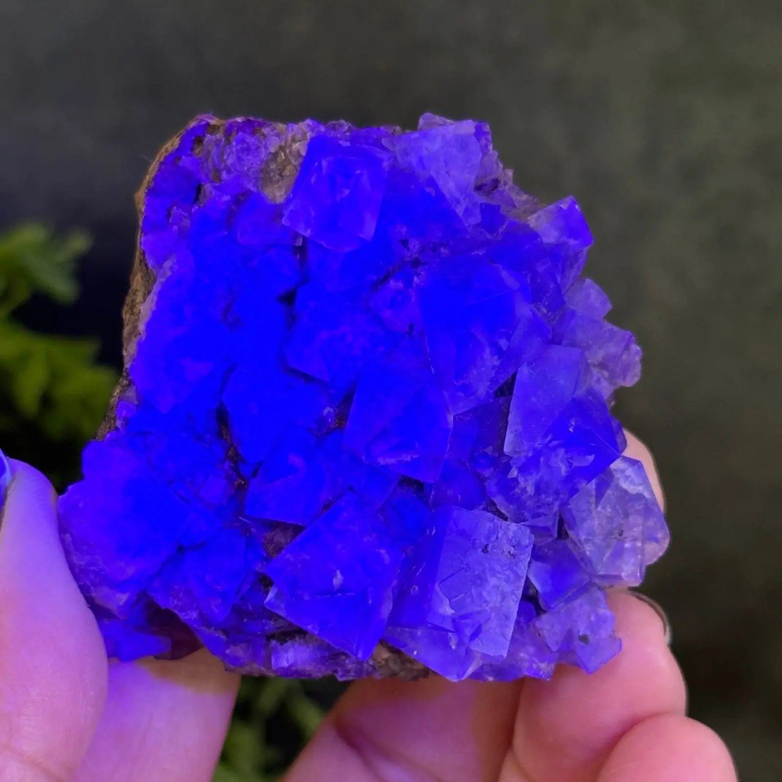 UV active Blue/Green Fluorite cluster from UK Castle Rocks Cornwall